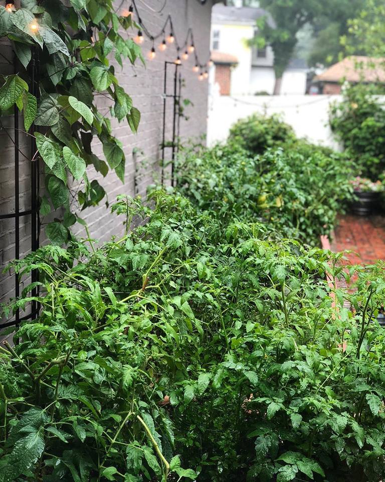 Greenery outdoor patio