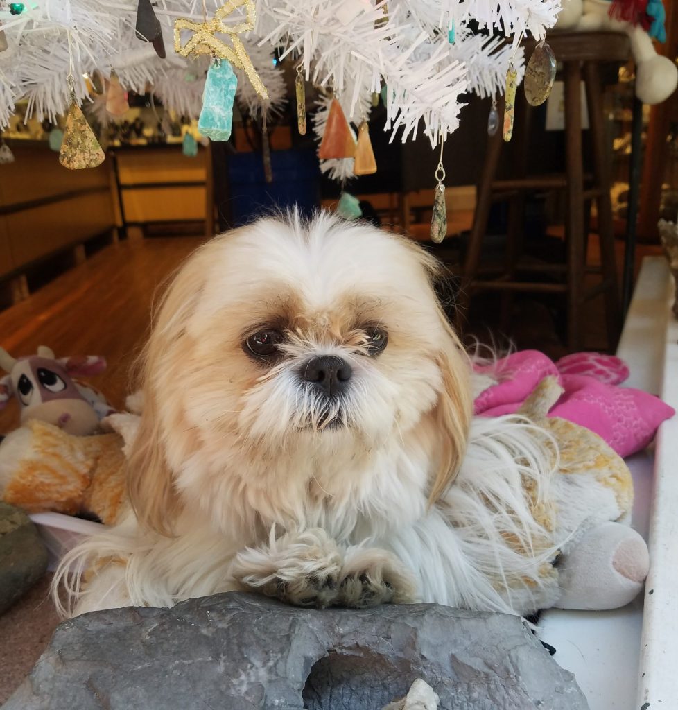 Dog sitting with dog toys