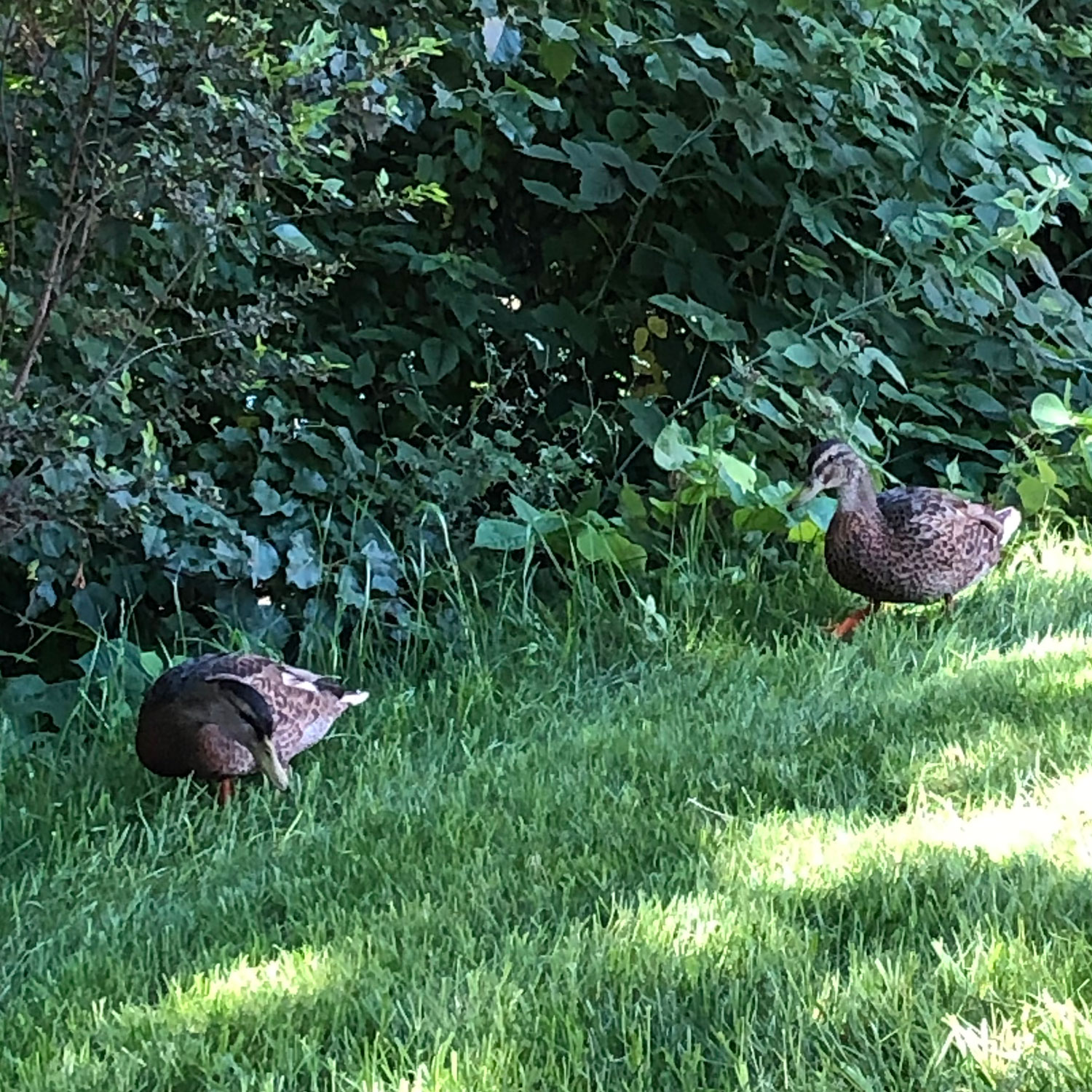 Duck visitors outside of Merge Coffee Company